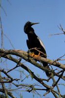 Anhinga