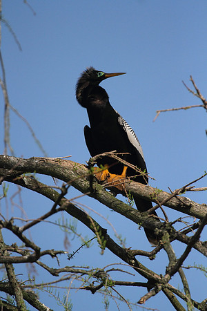 Anhinga