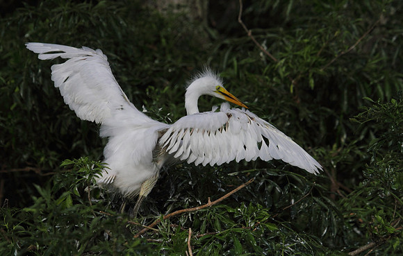 Great Egret - first time out of nest