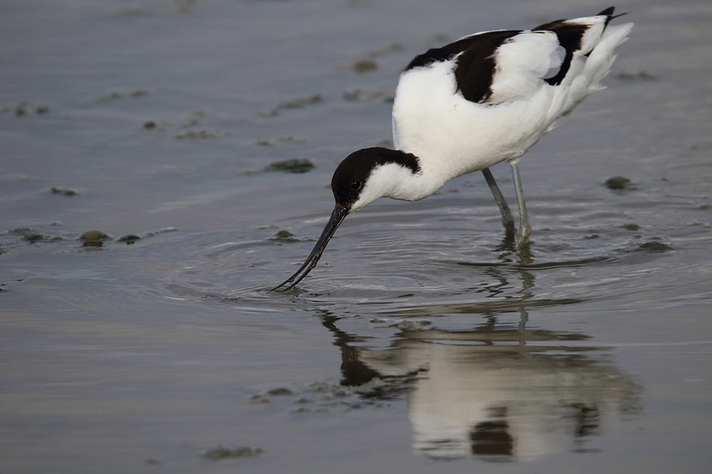 Avocet