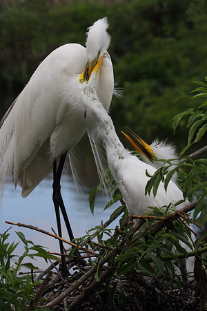 Great Egret feeding chicks