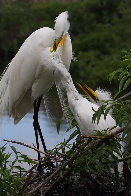 Great Egret feeding chicks
