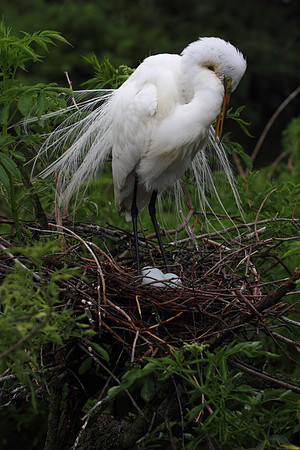 Great Egret on nest