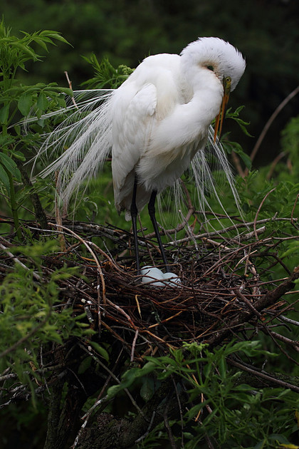 Great Egret on nest