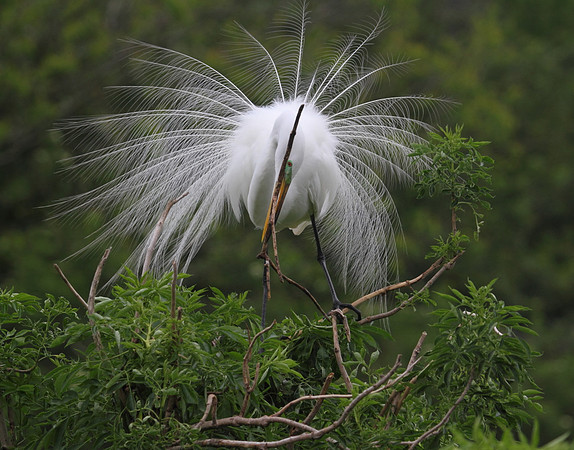 Great Egret tending nest