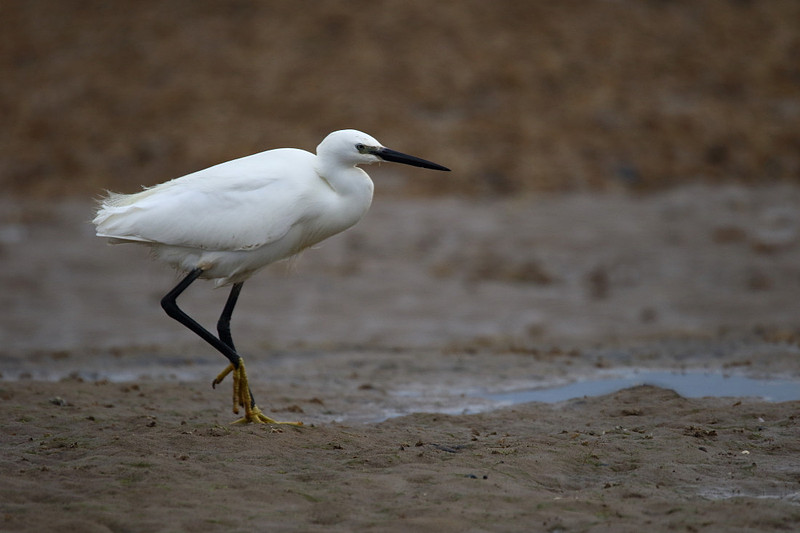 Little Egret