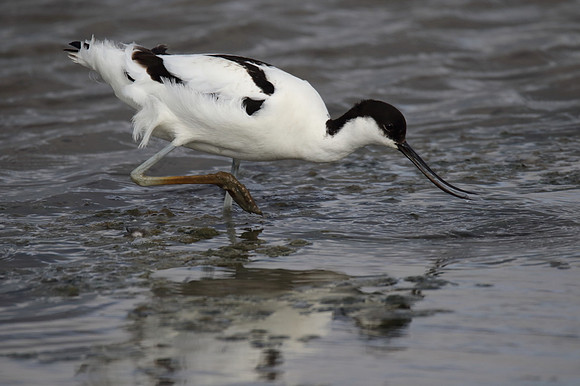 Avocet