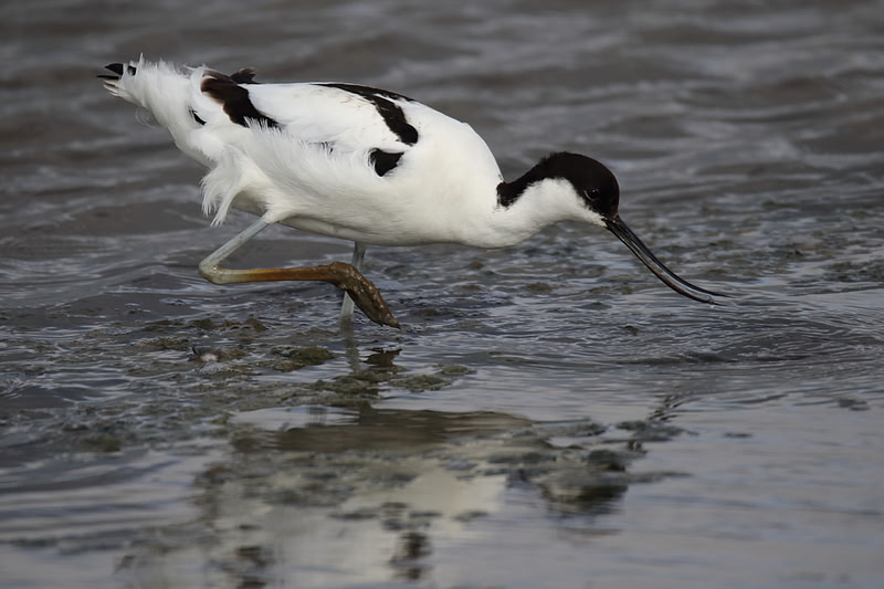 Avocet