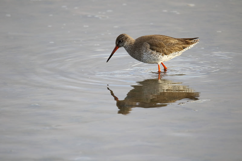 Redshank