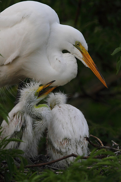 Great Egret with chicks