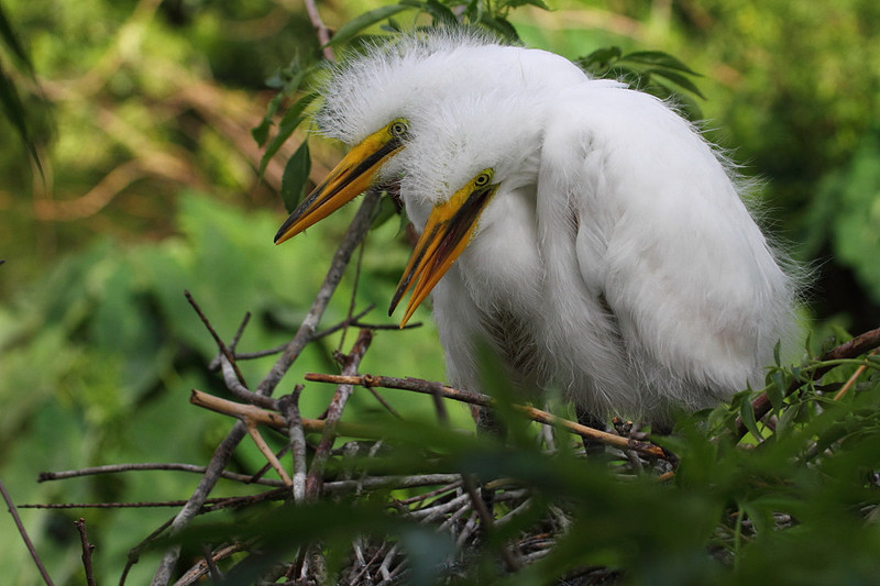 Great Egret chicks