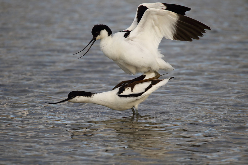 Avocets mating