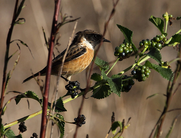 Stonechat