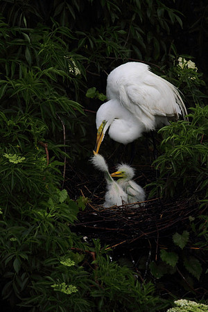Great Egret feeding chicks