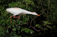 Cattle Egret