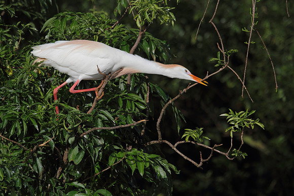 Cattle Egret