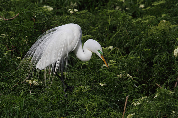 Great Egret