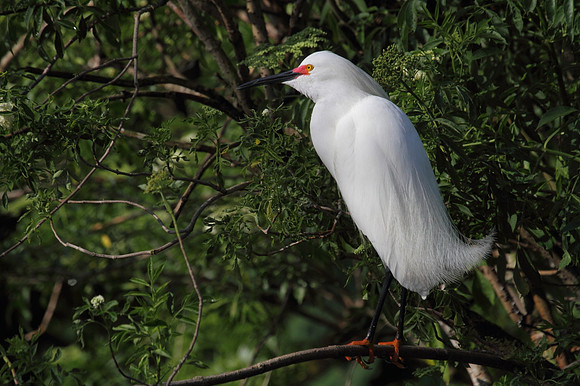 Snowy  Egret