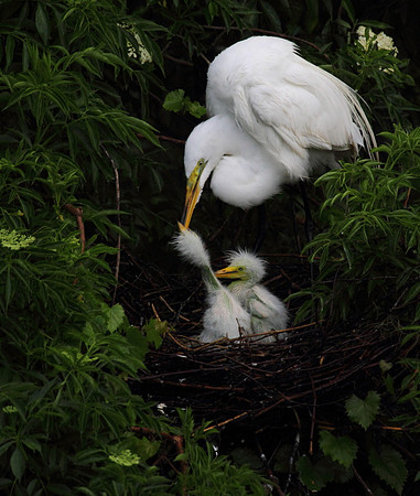 Great Egret feeding chicks