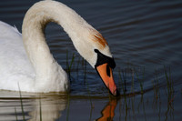 Mute Swan