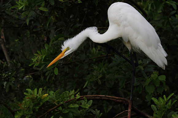 Great Egret preening