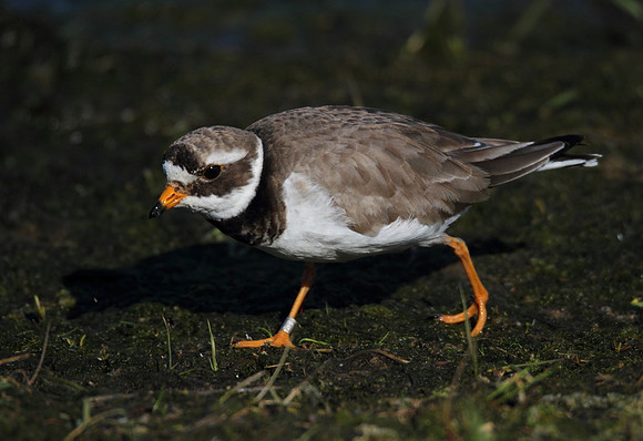 Ringed Plover