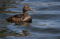 Female Eider
