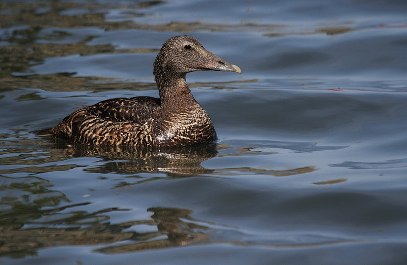 Female Eider