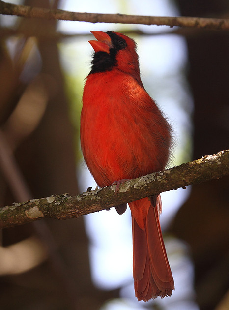 Northern Cardinal