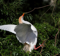 Cattle Egret