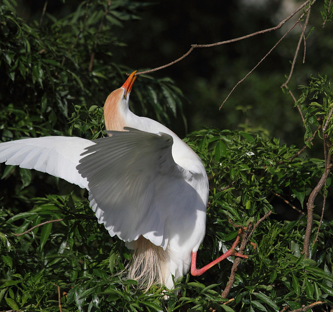 Cattle Egret