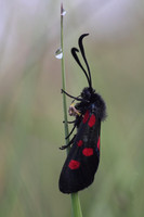 Five Spotted Burnet Moth