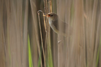Reed Warbler