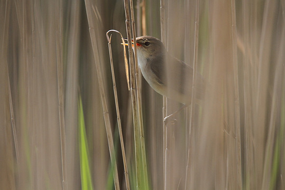 Reed Warbler