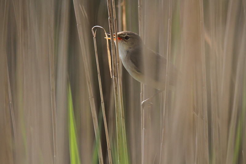 Reed Warbler