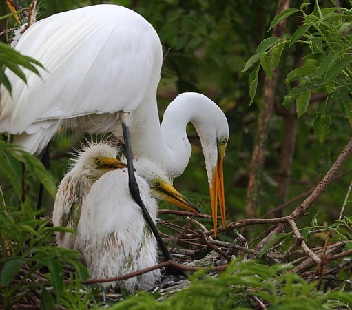 Great Egret family