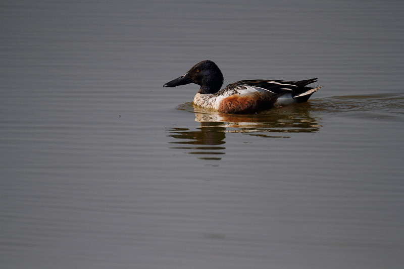 Male Shoveler
