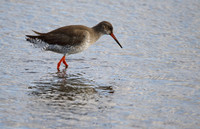 Redshank