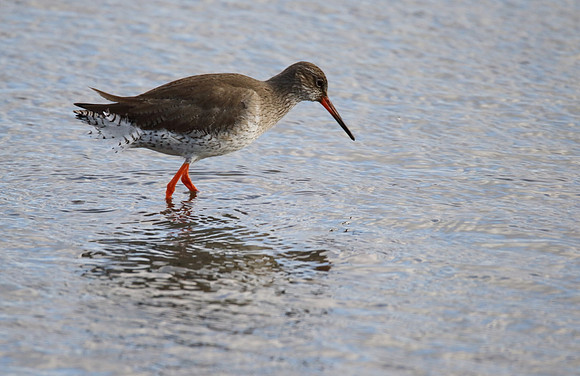Redshank