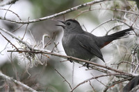 Grey Catbird