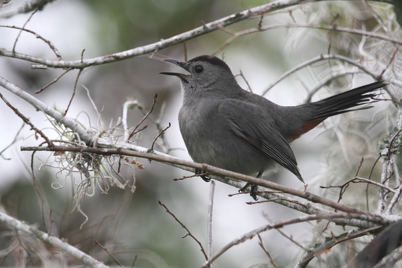 Grey Catbird