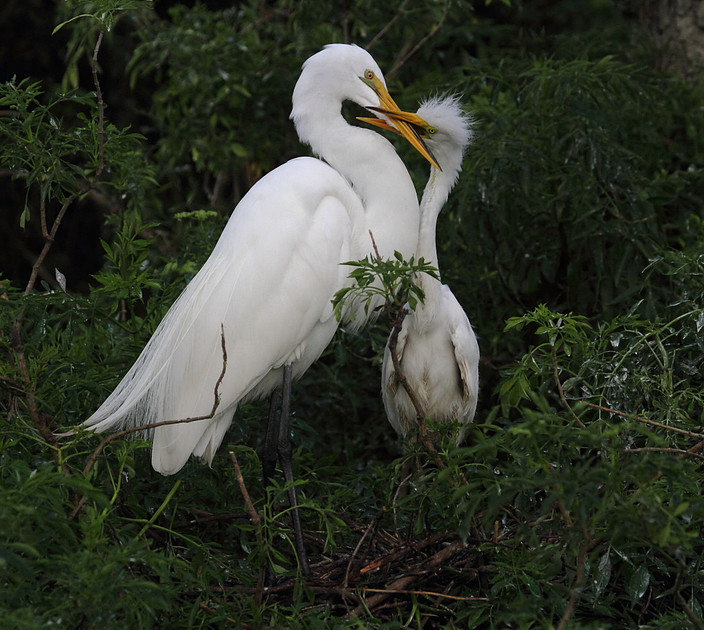 Great Egret with young