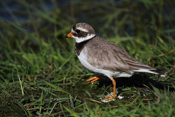 Ringed Plover