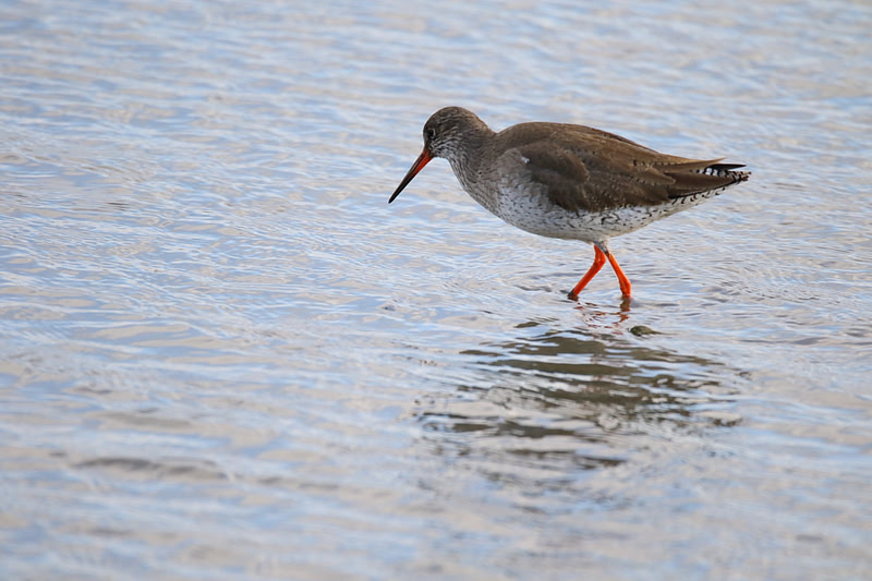 Redshank