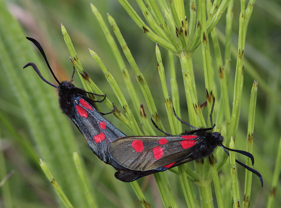 Five Spotted Burnet Moths Paired