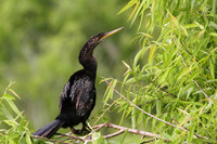 Anhinga