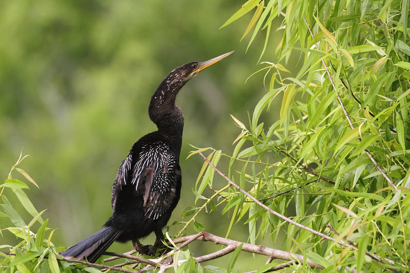 Anhinga