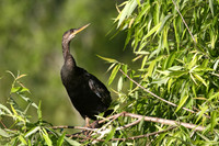 Anhinga