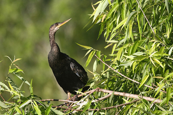 Anhinga