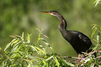 Anhinga